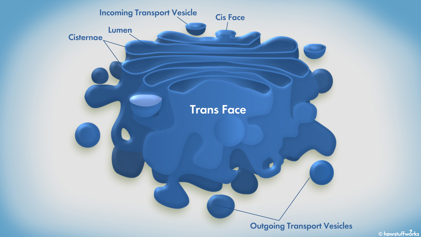 labelled diagram of golgi apparatus