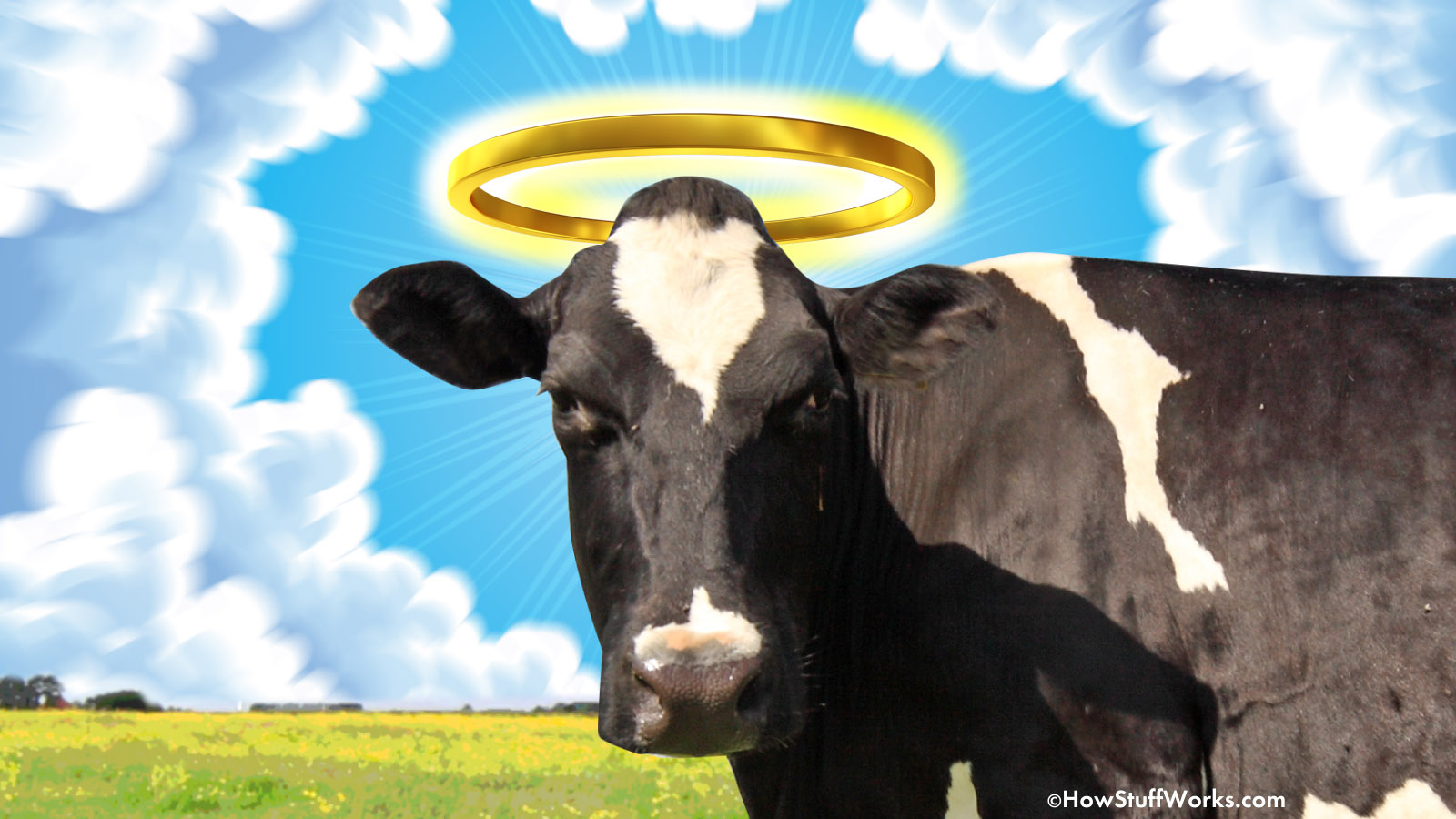 holy-cow-funny-pictures-all-about-cow-photos