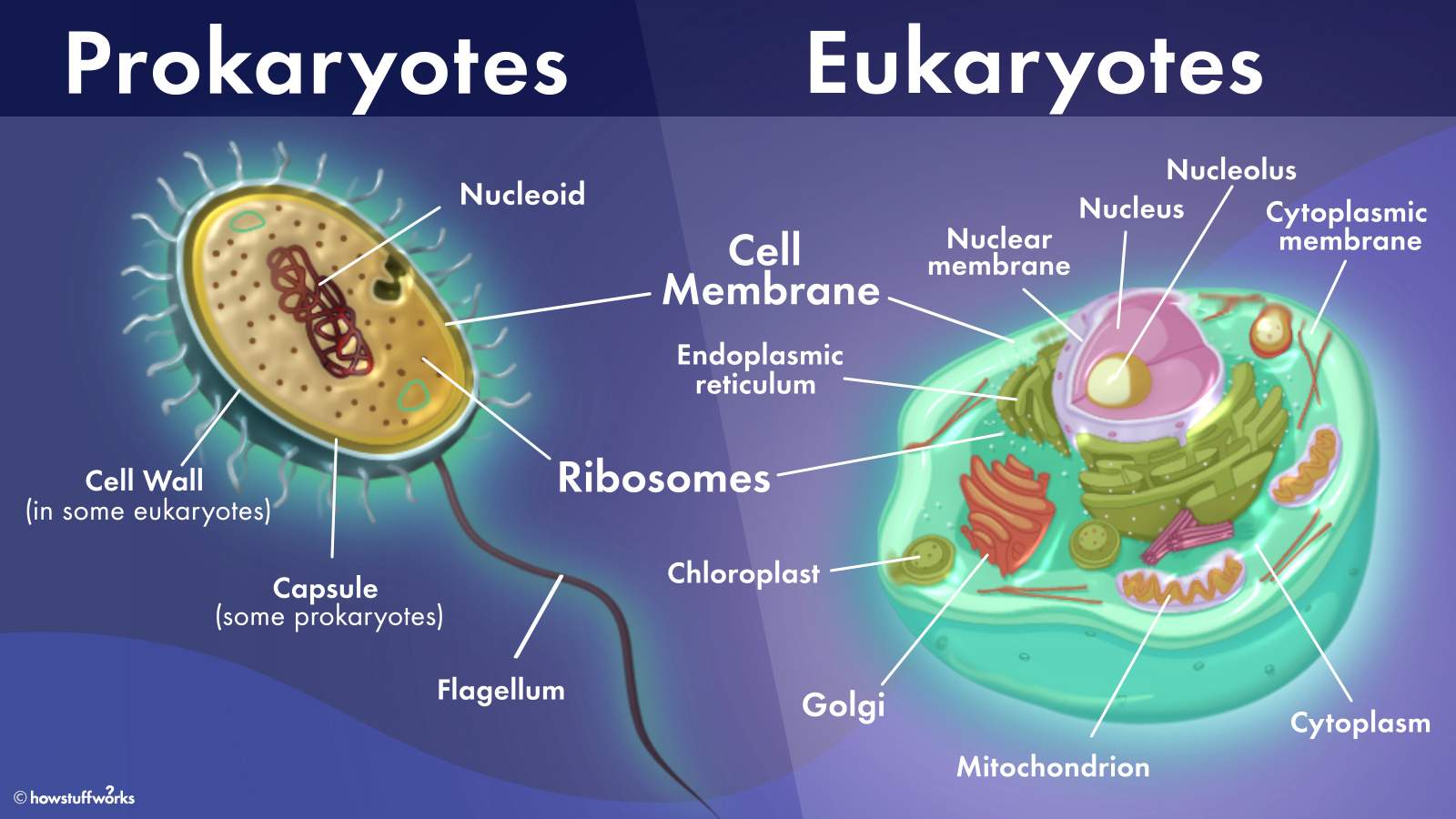 Unterschiede Zwischen Prokaryoten Und Eukaryoten Die