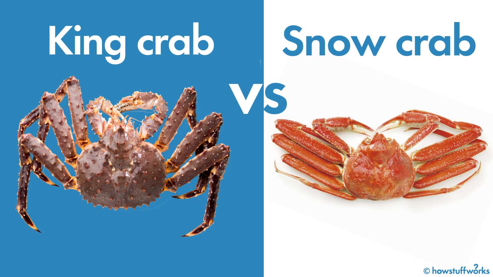 alaskan king snow crab