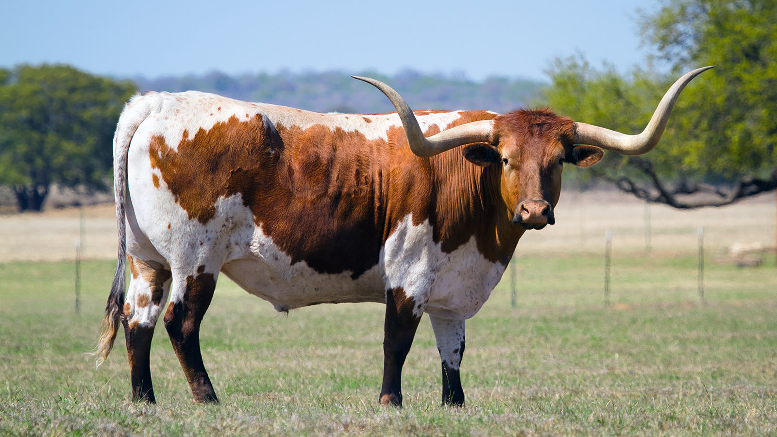 How long does a longhorn steer live