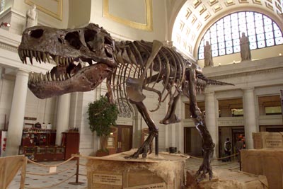 How Do Scientists Determine the Age of Dinosaur Bones? | HowStuffWorks