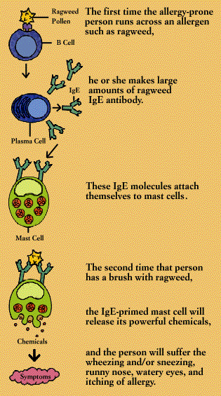 Allergic Reactions | HowStuffWorks diagram of human cells blood type 