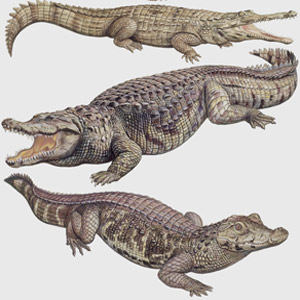 What S The Difference Between An Alligator And A Crocodile Howstuffworks