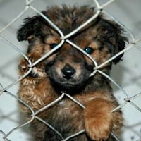 what do dog shelters do