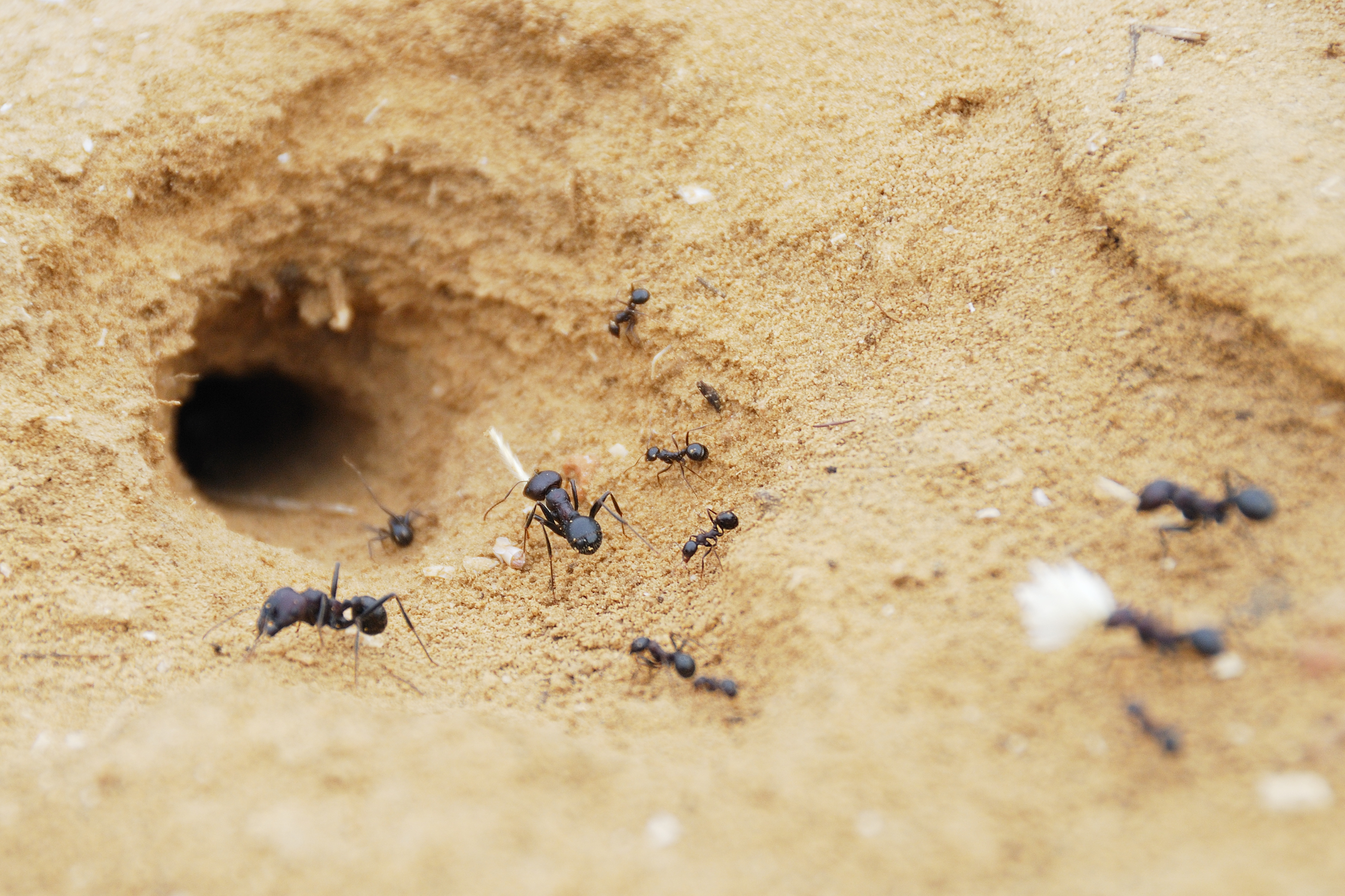 Carpenter Ants Nest Underground Carpenter Ants Nest Underground