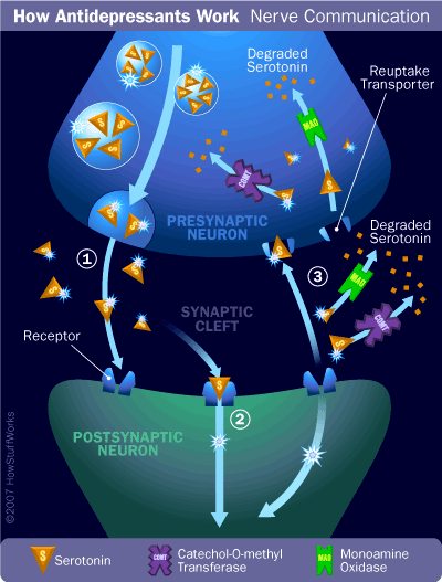 Nerve communication