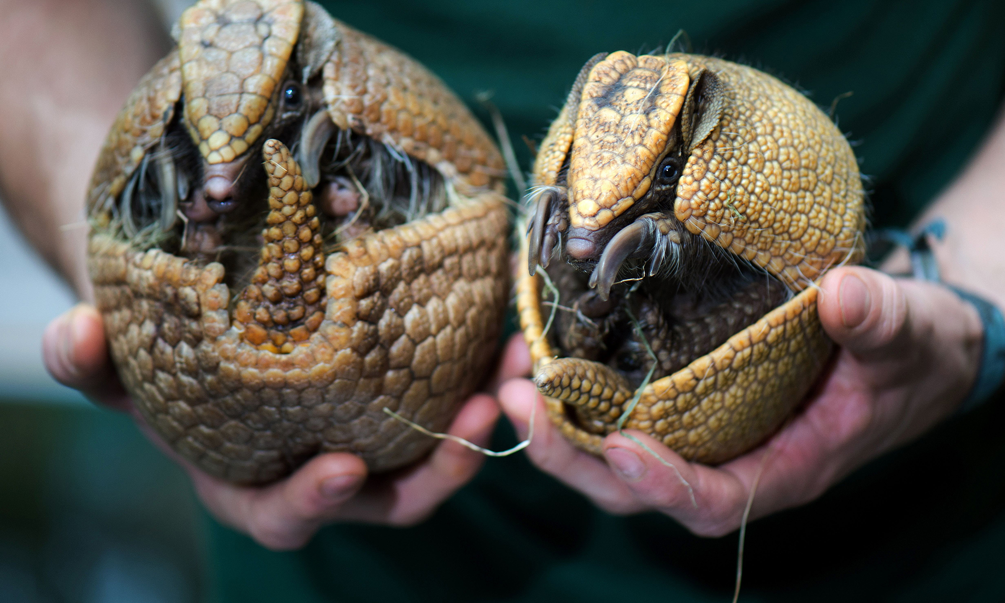 How do armadillos roll into a ball?