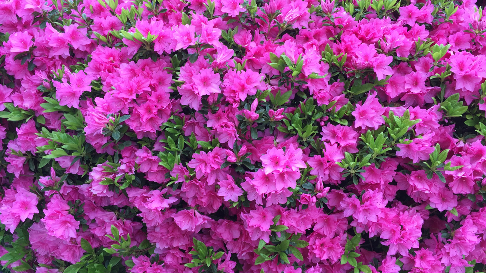 How Azaleas Became the Signature Flowers of the South | HowStuffWorks