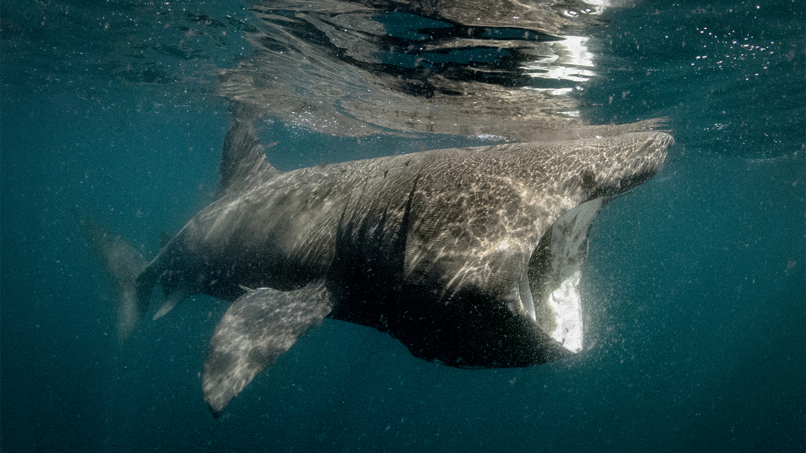 what do basking sharks eat