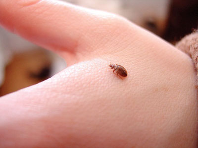 where to look for bed bugs