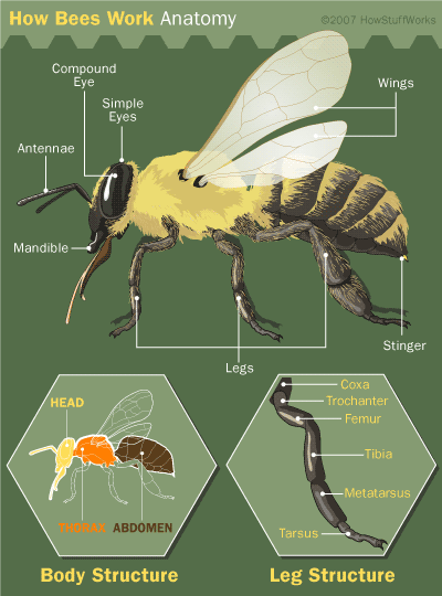 Bee Anatomy | HowStuffWorks