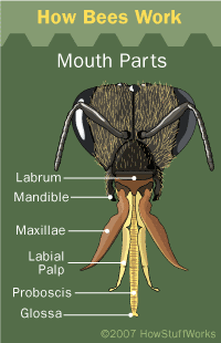 Bee Anatomy | HowStuffWorks