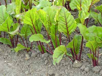 rows of planted beets