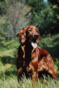 dogs that are good for hunting