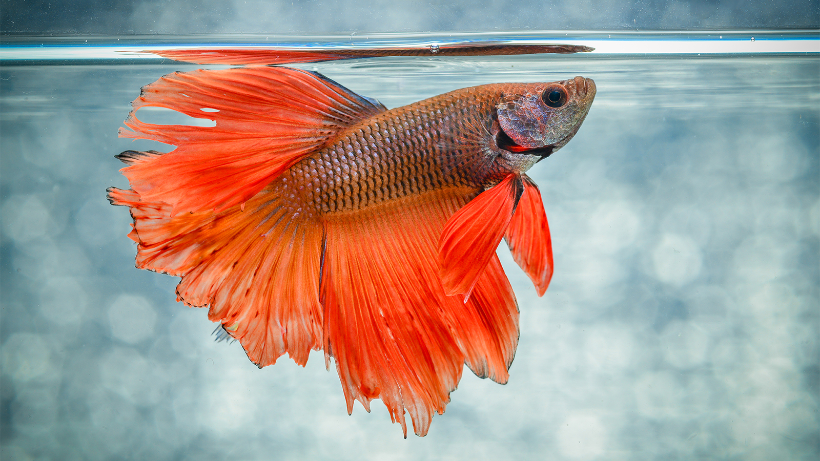 Betta fish on shop top of tank