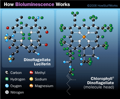 Dinoflagellate species that rely on photosynthesis for food have luciferin that is similar to chlorophyll.