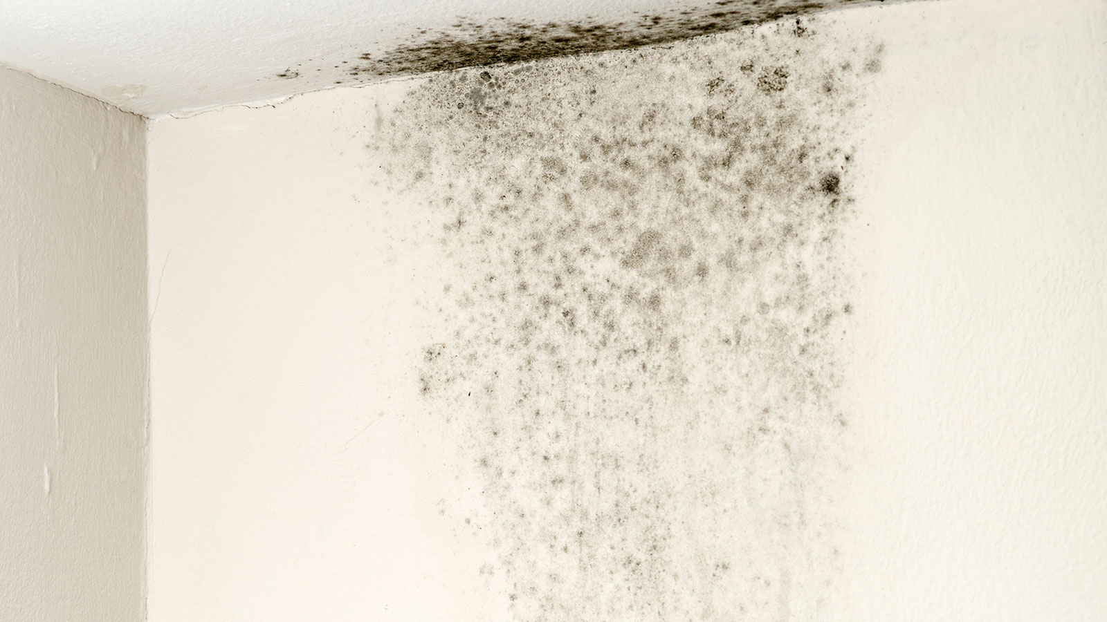 Mold Is Growing on the Walls, Floors, and Ceilings