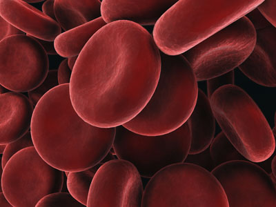 A close-up of blood cells