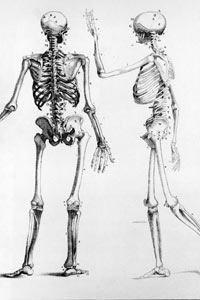 A diagram showing back and side views of the human skeleton, circa 1900