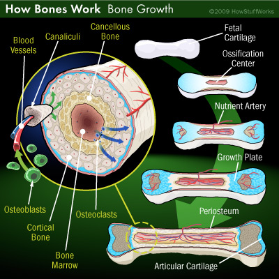 Human bone growth