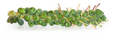 BRUSSELS SPROUTS