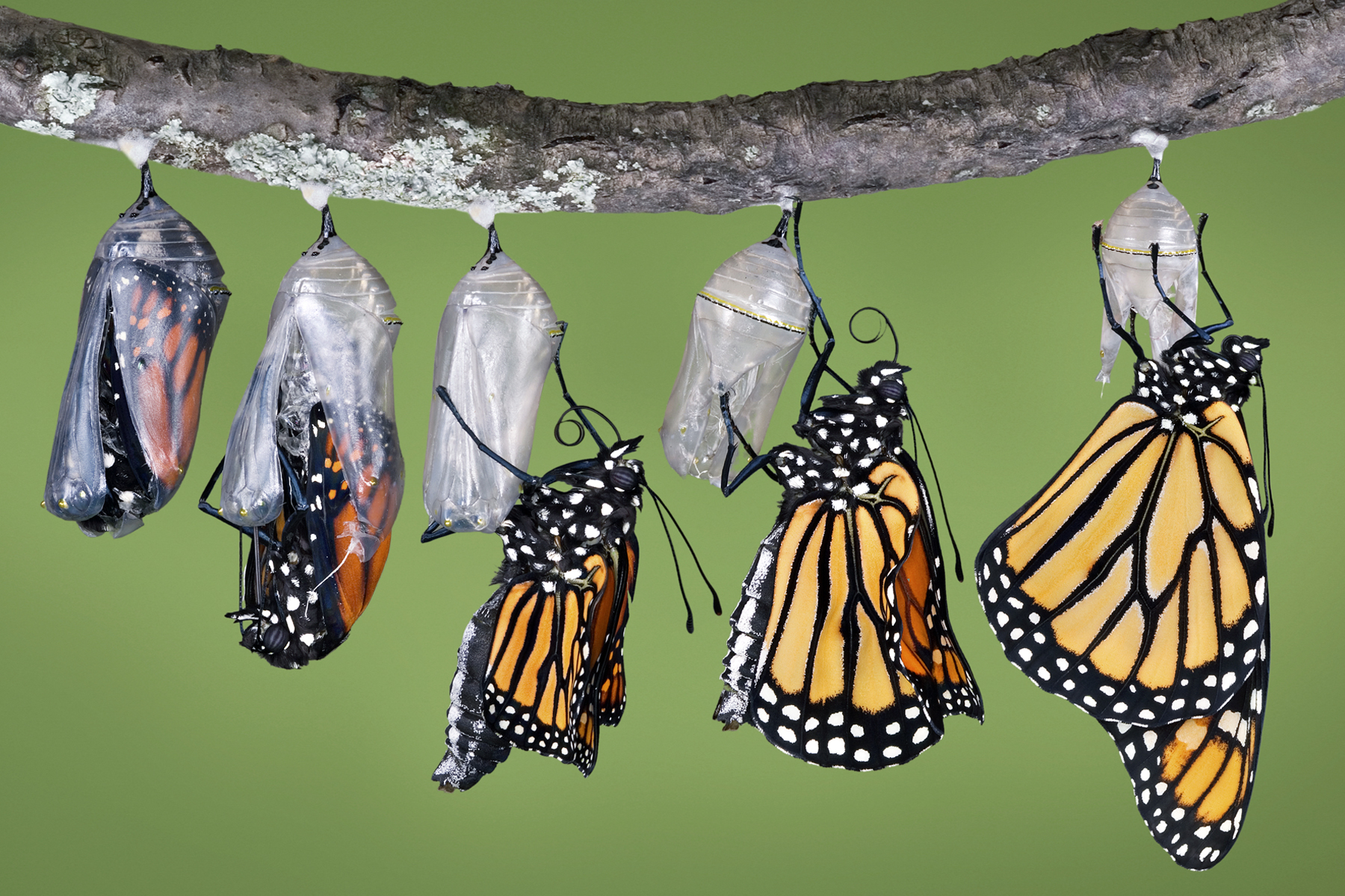 can-butterflies-brave-the-rain-exploring-natures-rainy-day-dilemma