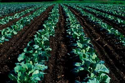 rows of cabbage crops