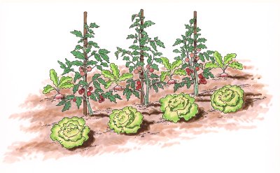 Illustration of row of cabbage