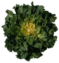 head of green cabbage