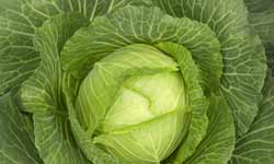 Patanjali Dalia For Weight Loss: