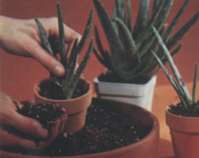 Potting Cactus Plants | HowStuffWorks