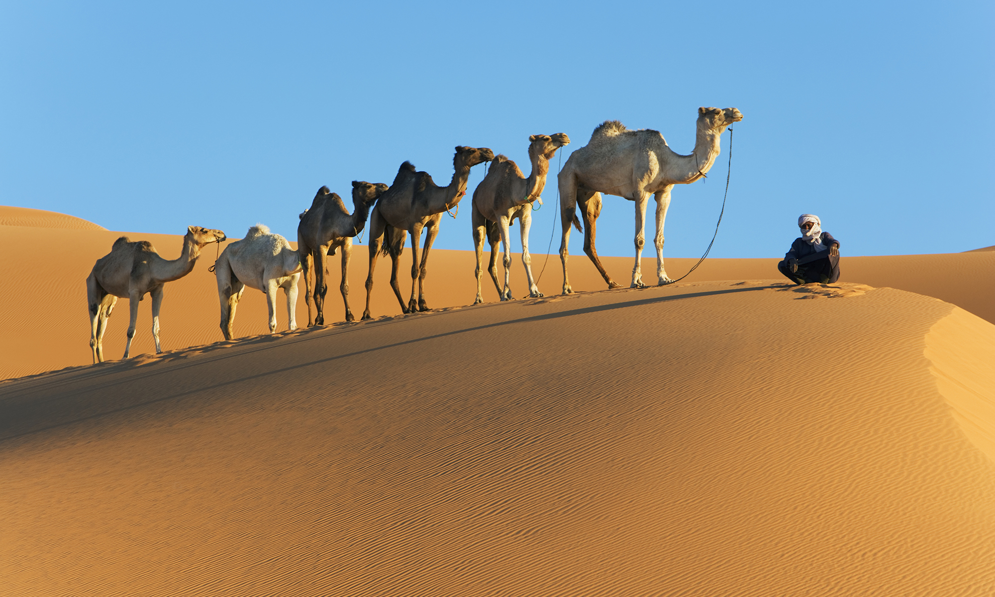 Camel Humps and Other Water-saving Tactics - Camel Humps