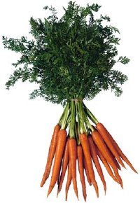 bunch of carrots