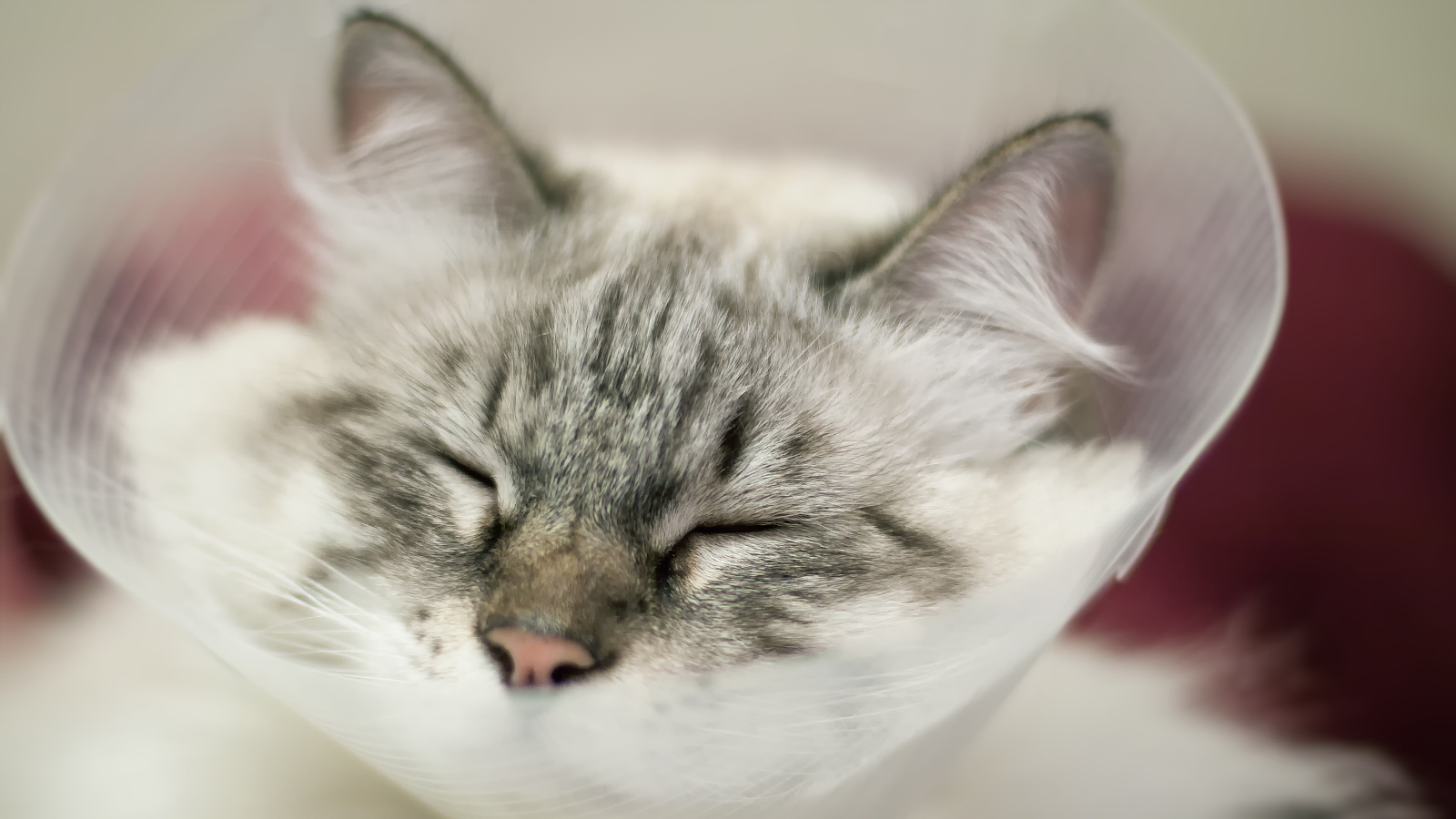 Anisocoria in Cats: Causes, Treatment, and FAQs