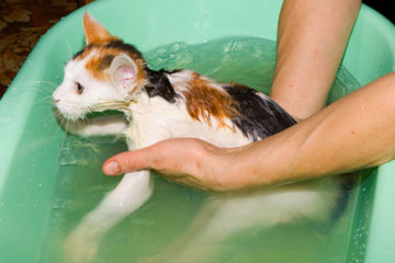 All About Dandruff in Cats