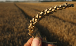 Is Whole Wheat Good for Belly Fat? Uncovering the Truth Behind the Grain