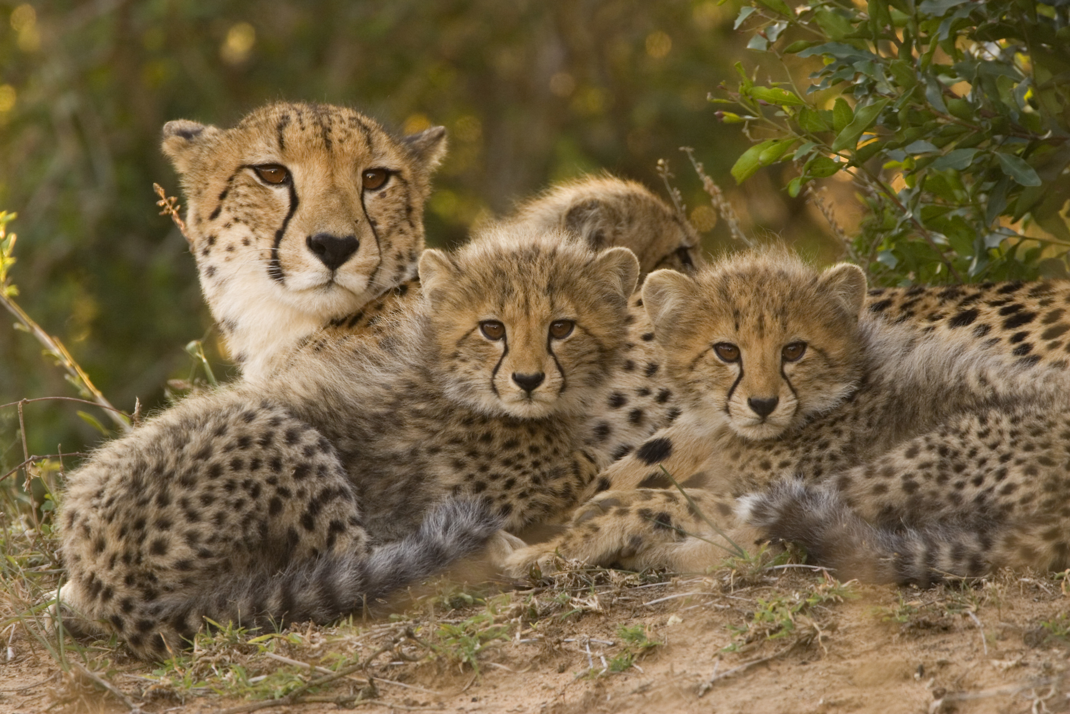 Cheetah met little cheetah 