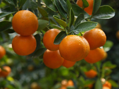 oranges oranges
