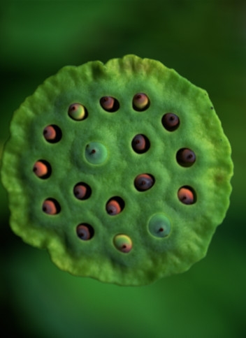 lotus seed pods lotus seed pods