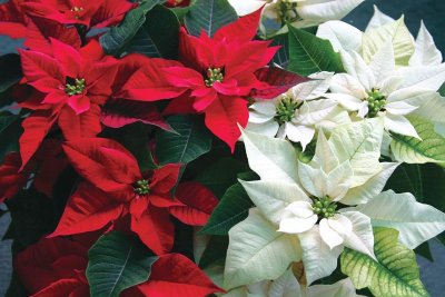 Test your Christmas tree trivia knowledge: Poinsettias originated in Mexico, where it is known as 