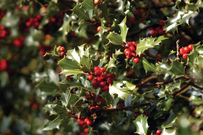 Increase your Christmas tree trivia knowledge with this fact: The most well known holly is American holly.