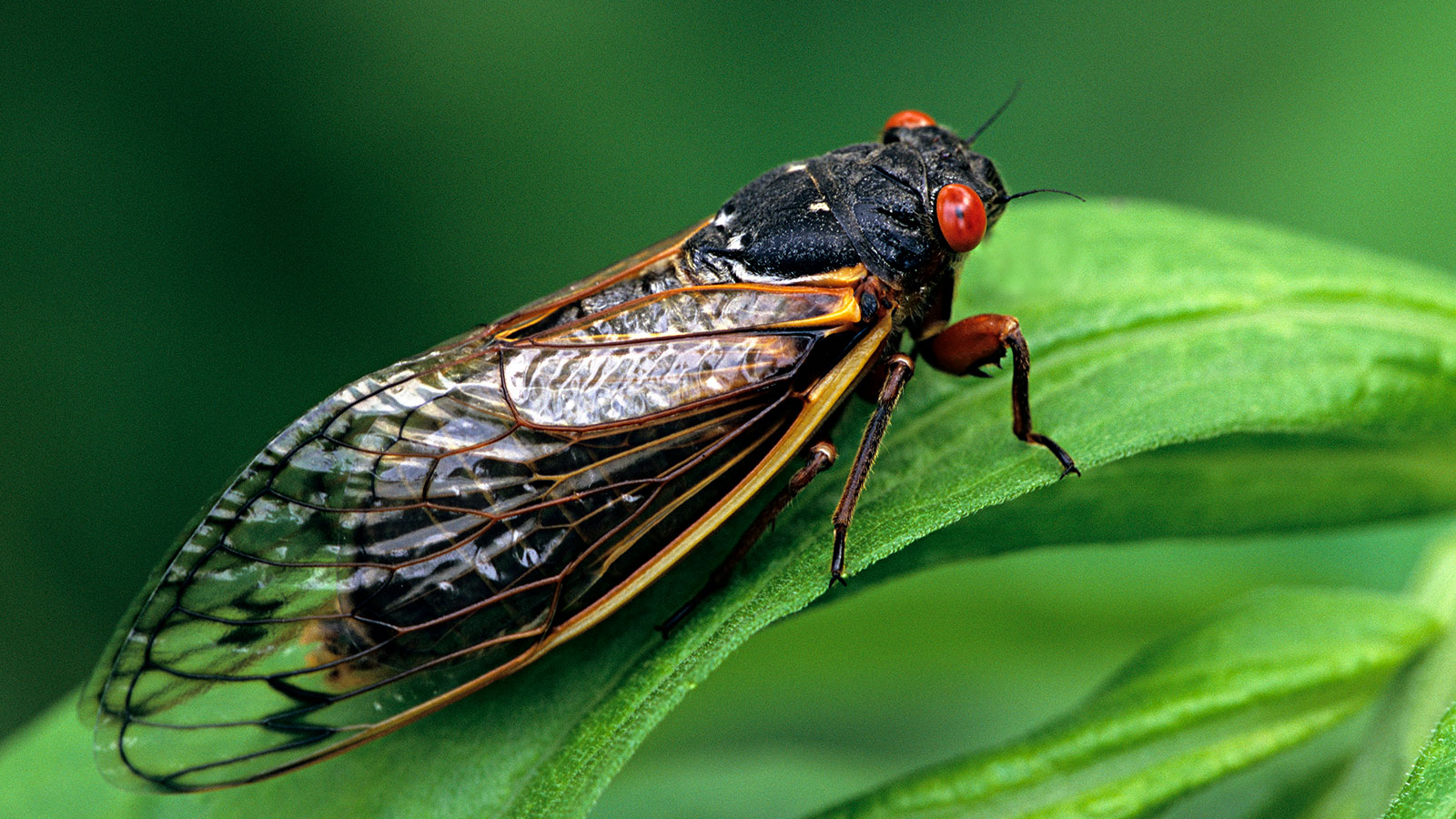 Loud Buzzing Insect