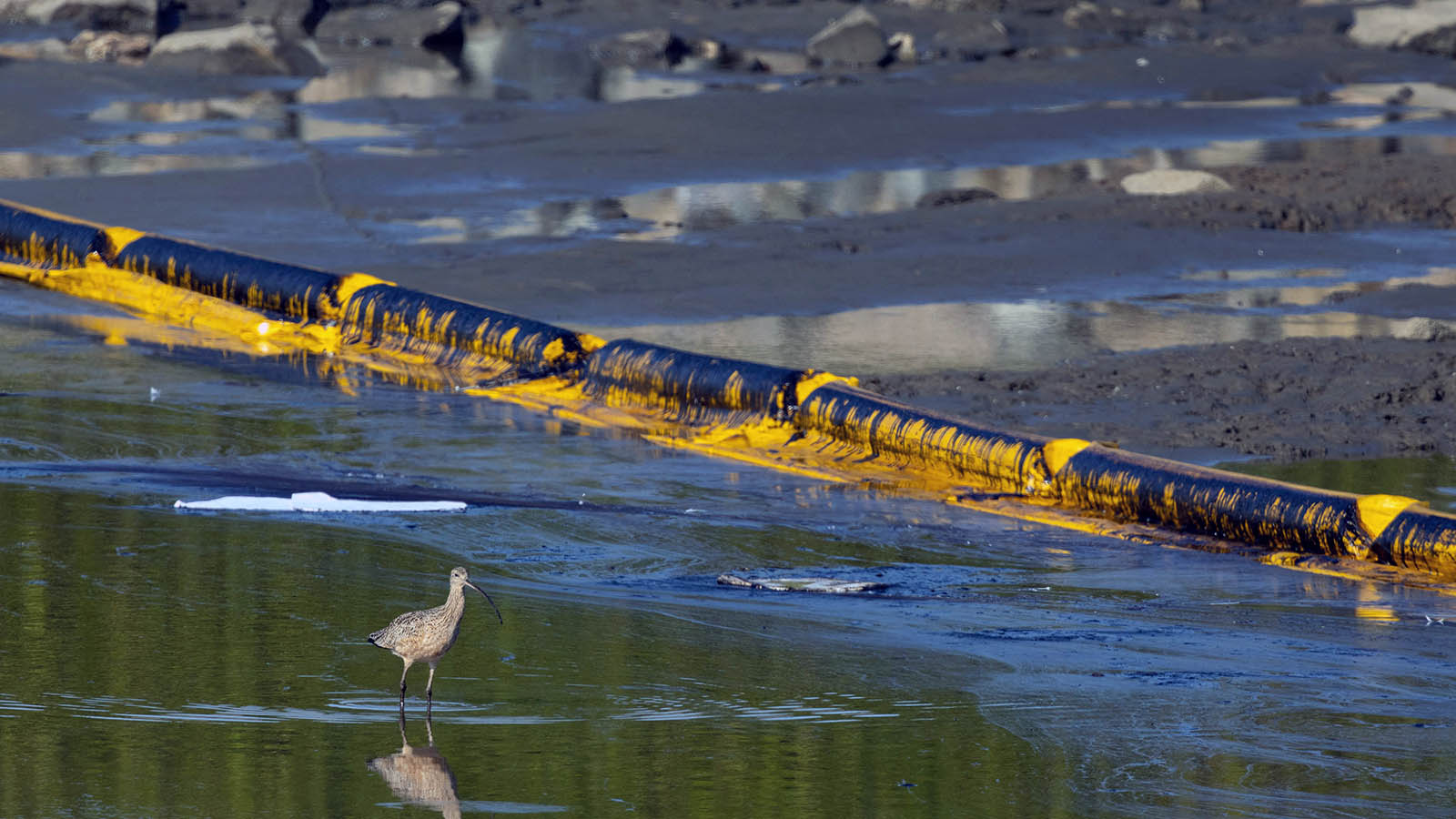 oil spills clean up