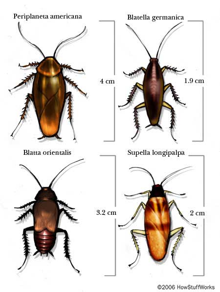 Cockroach legs on sale