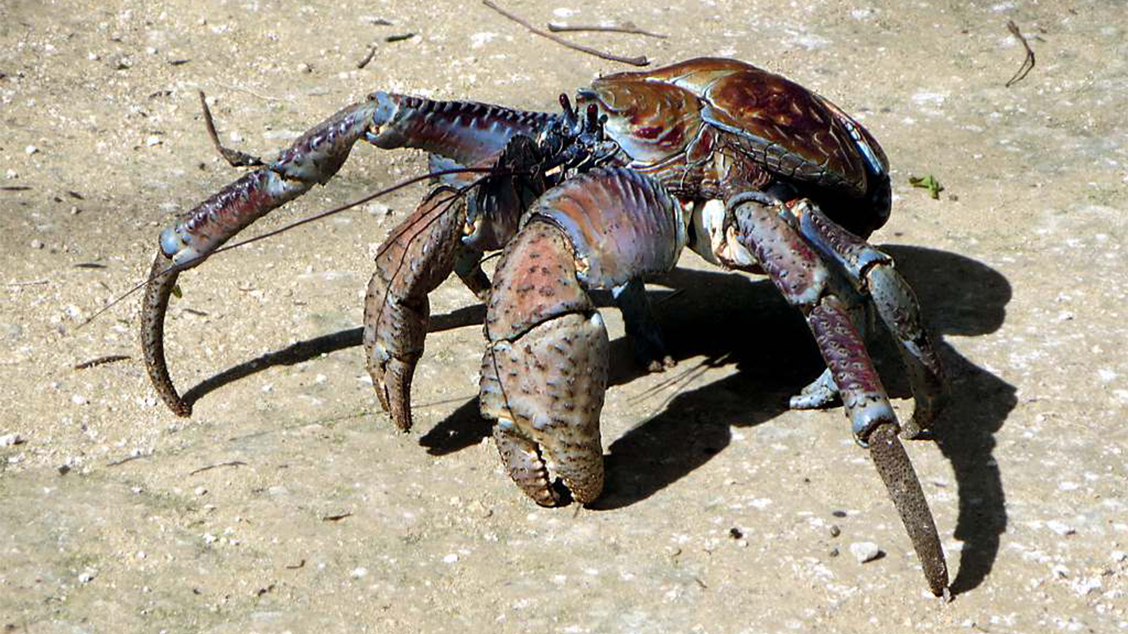 largest coconut crab