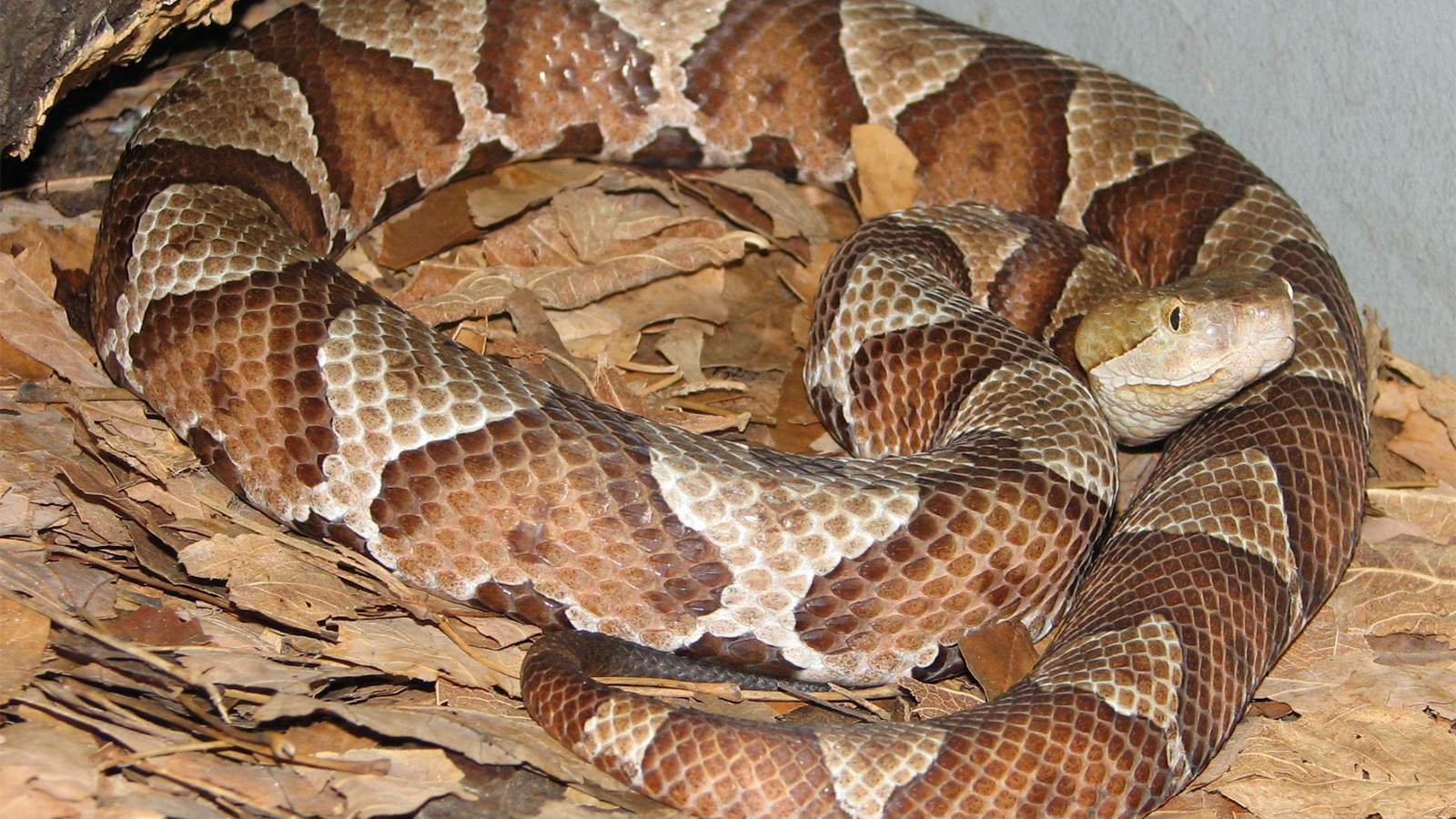 copperhead snake fangs