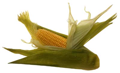 ear of corn with husk