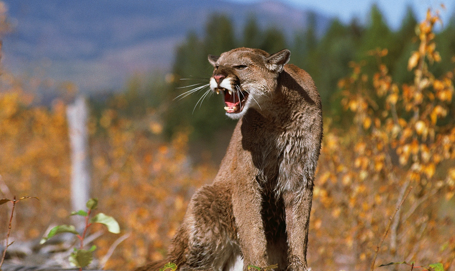 mountain lion roar