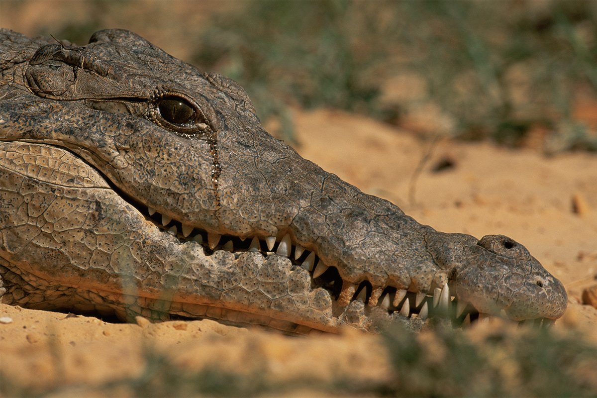 What's the deal with crocodile tears? | HowStuffWorks